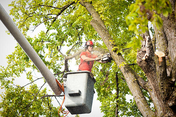 Wilmington, OH Tree Removal Company